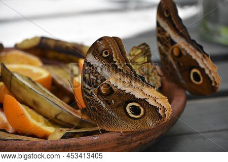 Barn Owl Butterfly Resting On Old Rotting Fruit On A Summer Day.