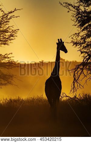 Giraffe Front View At Sunset In Kgalagadi Transfrontier Park, South Africa ; Specie Giraffa Camelopa