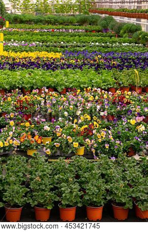 Summer Flower Seedlings On The Shelves In The Greenhouse