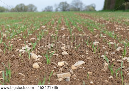 Spring Barley (hordeum Vulgare) Crop