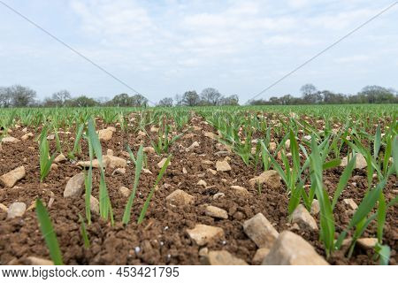 Spring Barley (hordeum Vulgare) Crop
