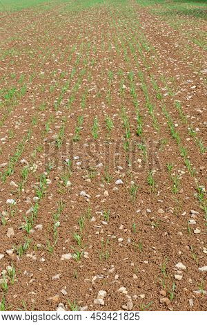 Spring Barley (hordeum Vulgare) Crop