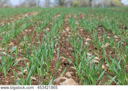 Spring Barley (hordeum Vulgare) Crop