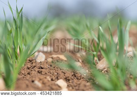 Spring Barley (hordeum Vulgare) Crop