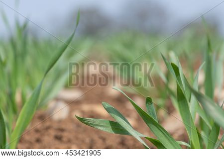 Spring Barley (hordeum Vulgare) Crop