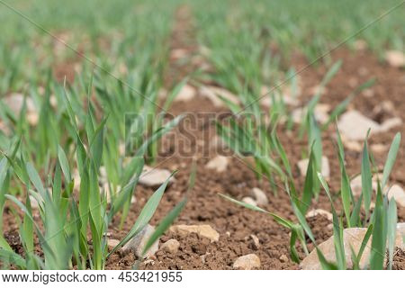 Spring Barley (hordeum Vulgare) Crop