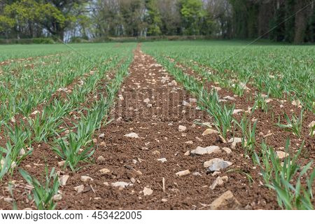Spring Barley (hordeum Vulgare) Crop