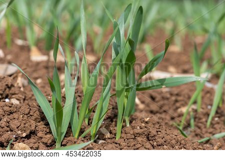 Spring Barley (hordeum Vulgare) Crop