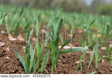 Spring Barley (hordeum Vulgare) Crop