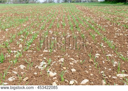 Spring Barley (hordeum Vulgare) Crop