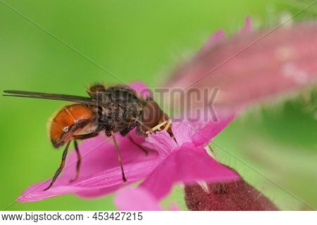 Closeup On An Orange Common Snoutfly, Rhingia Campestris Drinking Nectar Form A Purple Flower In The