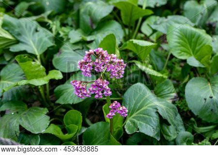 Close-up Of Badan Bergenia Crassifolia Blooming In A Flower Bed In May