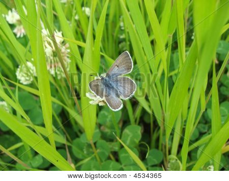Farfalla blu