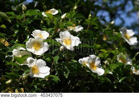 Cherokee Rose (rosa Laevigata) Flowers. Rosaceae Evergreen Vine Shrub. Five-petaled White Flowers Bl