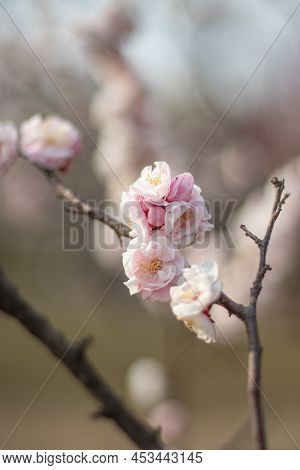 Pink Plum Blossoms In Full Bloom Are Shining Brilliantly In The Sunlight Through The Trees At Osaka 
