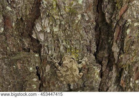 Gray Tree Frog Hyla Chrysoscelis On Pine Tree In East Texas