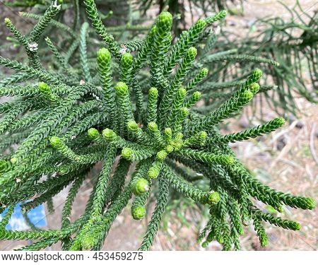 Araucaria Columnaris Twig In Spring In Botany. Italy, Palermo.