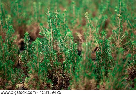 Young Fir Trees Densely Planted On Plantations. Green Small Pine Trees With Fresh Shoots In Spring O