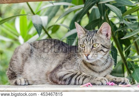 Portrait Of Gray Domestic Cat On The Wall.
