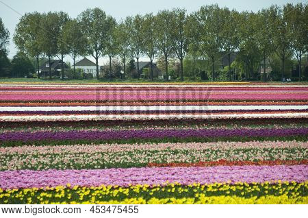 04-24-2022 Abbenes The Netherlands .springtime In The Netherlands Colorful Dutch Tulipfields In Bloo