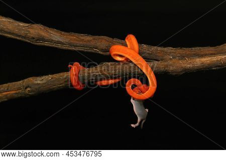 Corallus Hortulana Or Corallus Enydris, A Young Snake On A Tree With A Black Background With Prey.tr