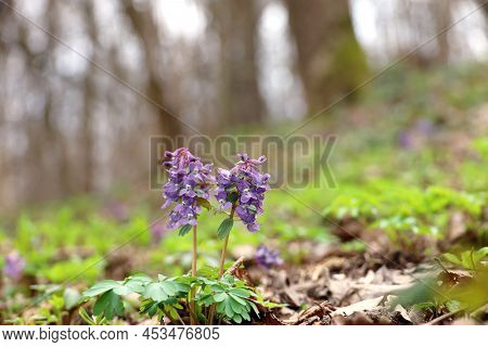 First Spring Flowers In A Forest. Fumewort, Corydalis Solida Blooming In April
