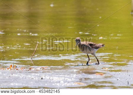 Sandpiper, wood Sandpiper in Shallow Water (tringa Glareola) Wader Bird sandpiper
