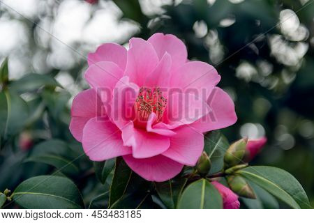 Beautiful Pink Evergreen Camellia Tree With Blooming Flowers During Springtime In English Garden, Uk