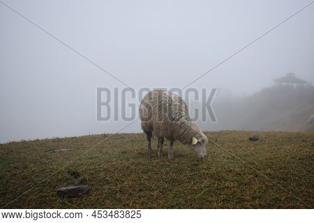 Picture Of Sheep In Qingjing Farm, Taiwan