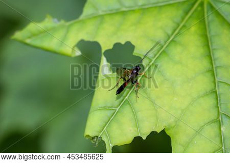 A Campoleginae Indet. On The Leaf Of A Tree.