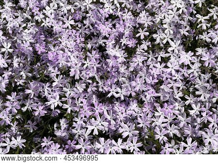 Flowering Blue Violet Creeping Phlox - Mountain Phlox - Moss Phlox (phlox Subulata)