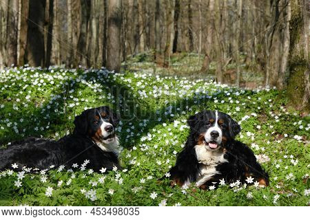 Zennenhund Dogs In The Spring Forest, Surrounded By Forest Flowers.