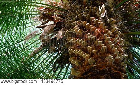 The Top Of The Palm Tree Is Located On The Background Of The Sky. Bottom-up View Of A Powerful Palm 