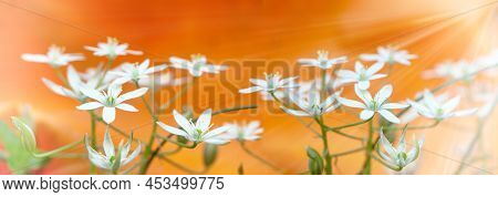 Little White Spring Flowers; Allium Neapolitanum. Springtime White Flowers On Orange Background.