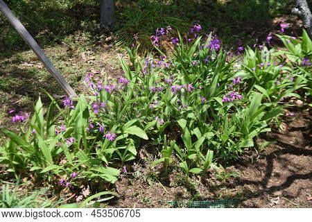 Urn Orchid (bletilla Striata) Flowers. Orchidaceae Pernnial Plants. Purple-red Flowers Bloom From Ap