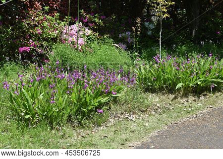 Urn Orchid (bletilla Striata) Flowers. Orchidaceae Pernnial Plants. Purple-red Flowers Bloom From Ap