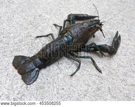 Freshwater Lobster Crawling On The Ground, Rear Perspective View