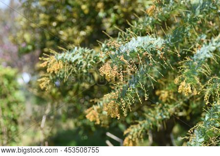 Cootamundra Wattle (acacia Baileyana) After Flowers And Seedpods. The Flowering Season Is From Febru