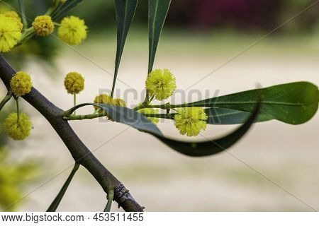 Yellow Blossoms Of A Flowering Cootamundra Wattle Acacia Baileyana Tree Closeup On A Blurred Backgro