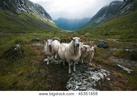 Troupeau de moutons. Scandinavie, « vallée du troll »