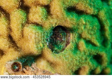 Tiny Saddled Blenny Hiding In A Hole In The Coral