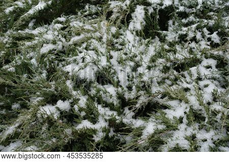 Grayish Green Foliage Of Juniper Covered With Snow In December