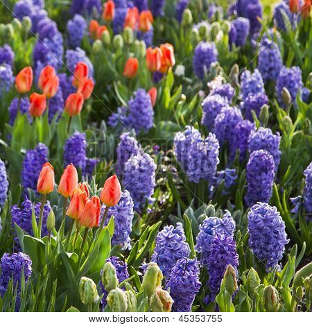 Orange tulipes et jacinthes bleues au printemps