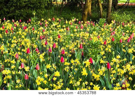 Springflowers