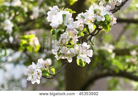 Appleblossom auf Appletree im Frühjahr