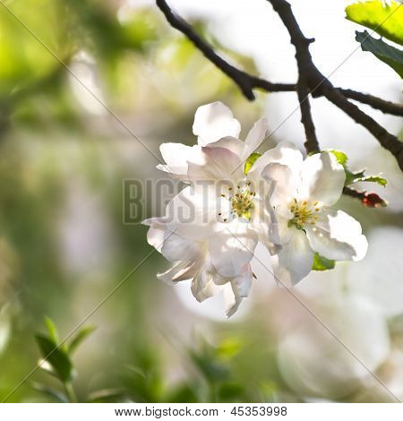 Appleblossom im Frühjahr