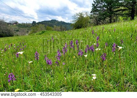 Meadow Full Of Early Purple Orchids (orchis Mascula)