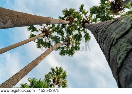 Bottom Up View Of Palm Tree With Blue Sky In Summer. Summer Vibes. Palm Tree With Green Leaves At Tr