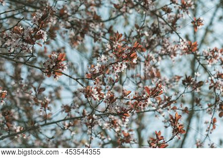 Cherries Flowers On Blue Background, Blooming Cherry Branches Closeup, Concetto Springtime, Selectiv