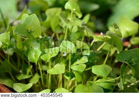 Portulak As Close Up Against A Green Blurred Background